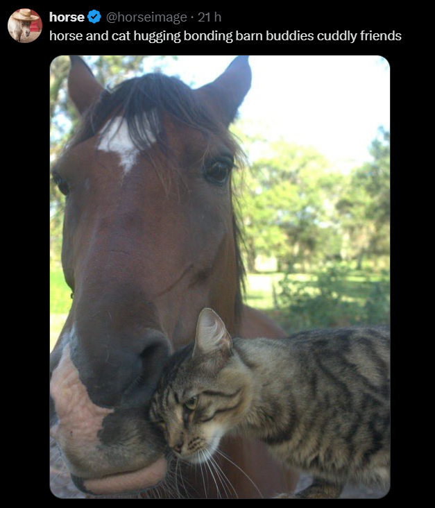 July 2025 Horse July 2025 horse